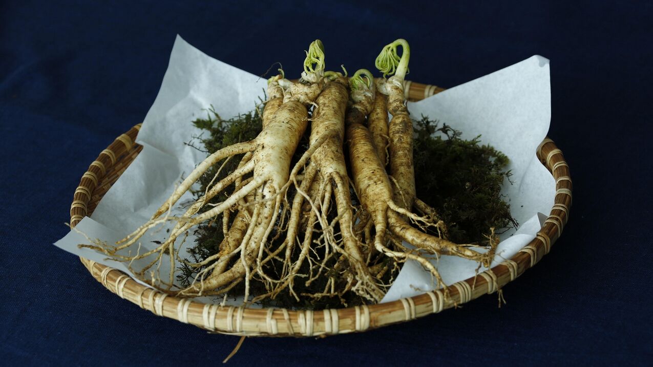 racine de ginseng pour améliorer